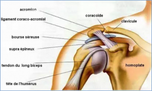 anatomie de l'épaule