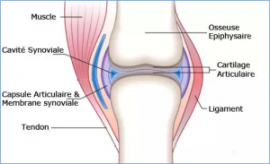 articulation synoviale