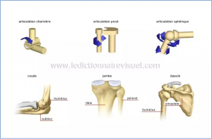 types d'articulations synoviales